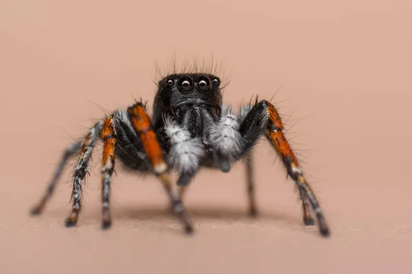 Közelkép Egy Hatalmas Fekete Narancssárga Lábujj Tarantula Rózsaszín Háttér — Stock Fotó