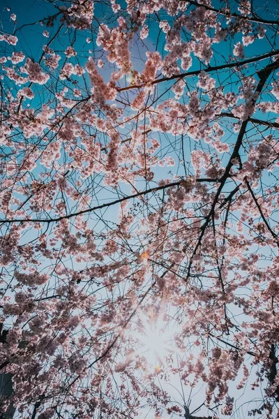 真っ青な空に対して桜の花を持つ美しい枝の垂直ショット — ストック写真