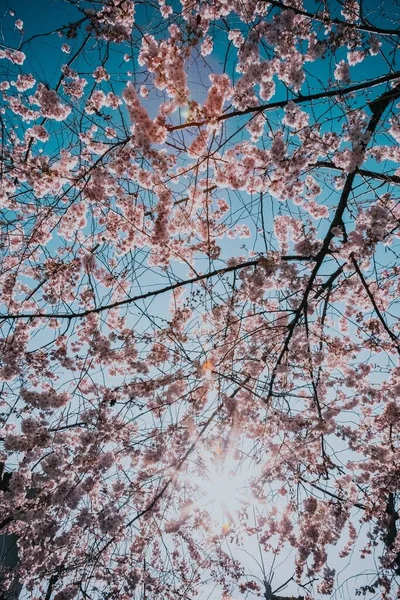 Tiro Vertical Belos Ramos Com Flores Cerejeira Contra Céu Azul — Fotografia de Stock