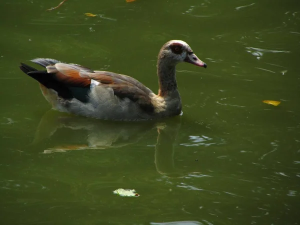 Nahaufnahme Einer Erwachsenen Ägyptischen Gans Beim Schwimmen Einem Teich Brüssel — Stockfoto