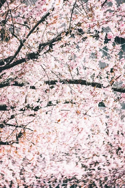 Вертикальний Знімок Красивих Гілок Квітами Вишневого Цвіту Тлі Яскравого Неба — стокове фото