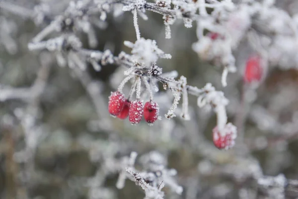 Selektivní Záběr Pozdní Snídani Kyčli Růže Stromě Pokrytém Chraplavým Mrazem — Stock fotografie