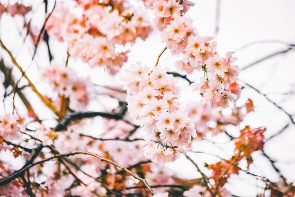 Eine Selektive Fokusaufnahme Schöner Zweige Mit Kirschblüten — Stockfoto