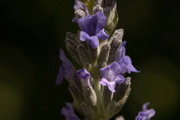 Detailní Záběr Krásné Anglické Levandule — Stock fotografie