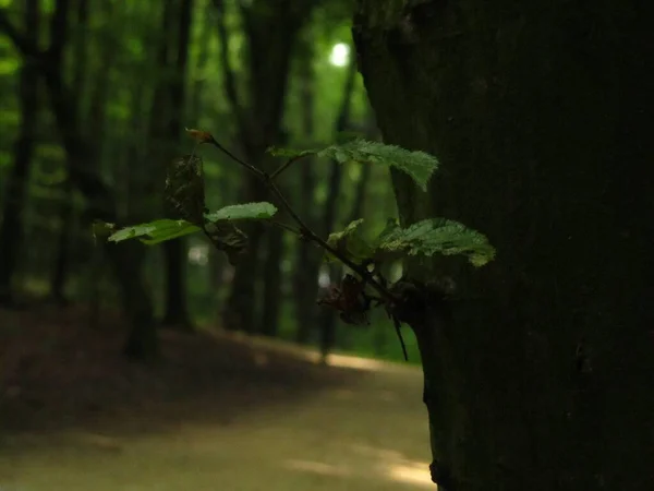 Eine Selektive Fokusaufnahme Eines Kleinen Astes Der Aus Einem Baumstamm — Stockfoto