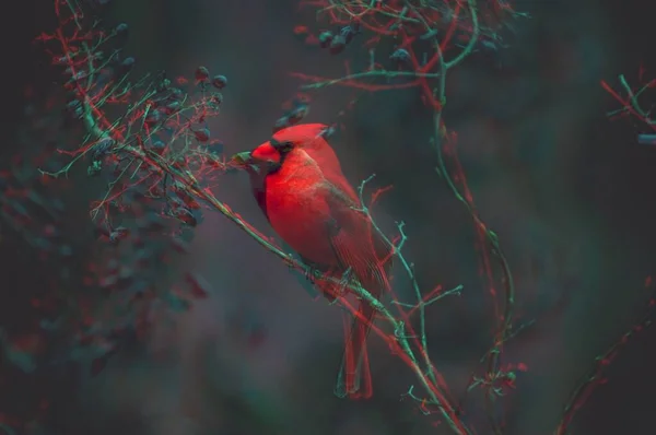 Hermoso Tiro Pájaro Rojo Encaramado Una Rama Árbol Con Efecto — Foto de Stock