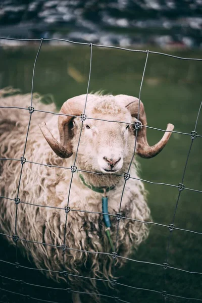 Eine Vertikale Selektive Fokusaufnahme Eines Schafes Hinter Einem Stahlzaun Auf — Stockfoto