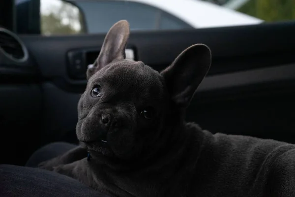 Cute Black French Bulldog Sitting Its Owner Lap Passenger Seat — Stock Photo, Image
