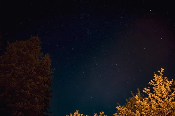 Nízký Úhel Krásný Záběr Podzimních Stromů Pod Hvězdnou Noční Oblohou — Stock fotografie