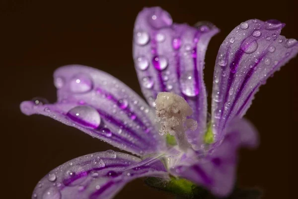 Closeup Droplets Water Violet Striped Flower Lily Family — Stock Photo, Image