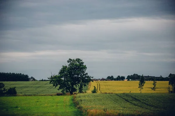 Bel Colpo Campo Verde Giallo Con Alcuni Alberi Sotto Cielo — Foto Stock