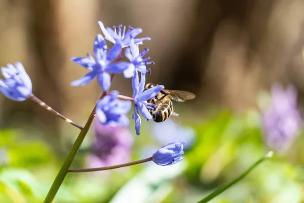 Enfoque Selectivo Una Abeja Volando Sobre Pequeñas Flores Azules Jardín — Foto de Stock