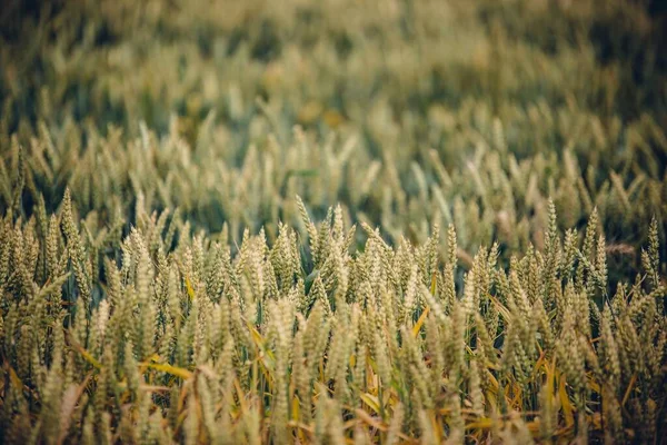 Tiro Foco Seletivo Espigas Trigo Campo — Fotografia de Stock