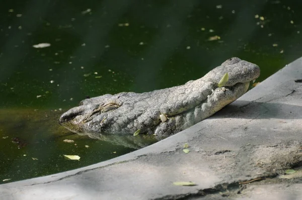 View Alligator Lake Its Head Out Water Looking Something — Stock Photo, Image