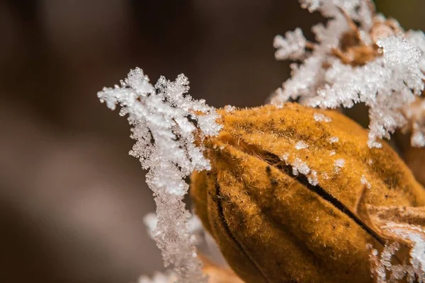 Gros Plan Une Fleur Jaune Sèche Recouverte Flocons Neige Sur — Photo