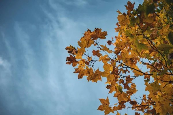 Zbliżenie Niski Kąt Strzał Żółtej Jesieni Listowie Drzewie Pod Błękitnym — Zdjęcie stockowe