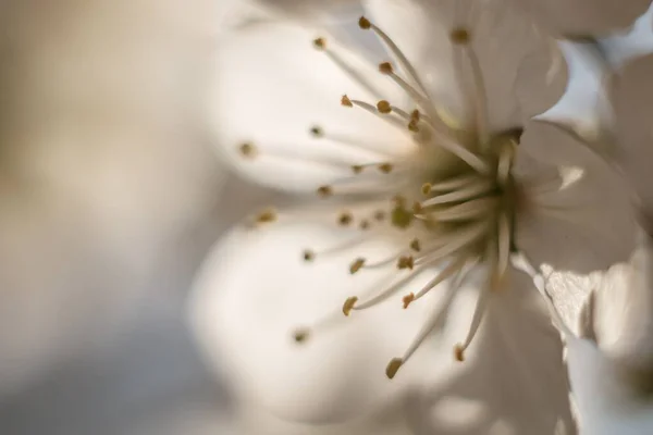 Una Hermosa Imagen Macro Una Flor Albaricoque Bajo Luz Del — Foto de Stock