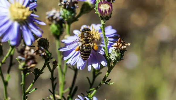 Селективный Фокус Снимка Пчелы Цветущем Белом Цветке Зеленью Фоне — стоковое фото