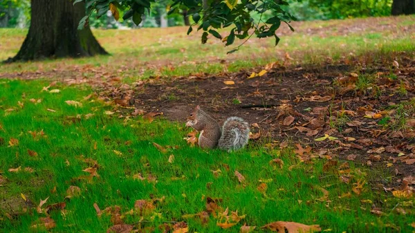 Esquilo Sentado Campo Coberto Grama Sob Uma Grande Árvore Parque — Fotografia de Stock