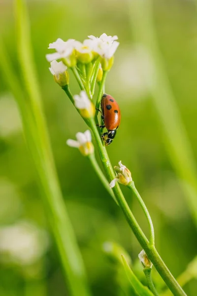 Enfoque Selectivo Vertical Escarabajo Mariquita Una Flor Campo Capturado Día — Foto de Stock