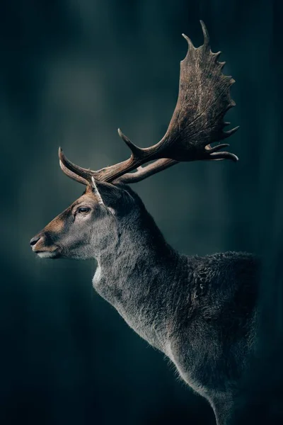 Beautiful Selective Focus Shot Elk Big Antlers Captured Teutoburg Forest — Stock Photo, Image