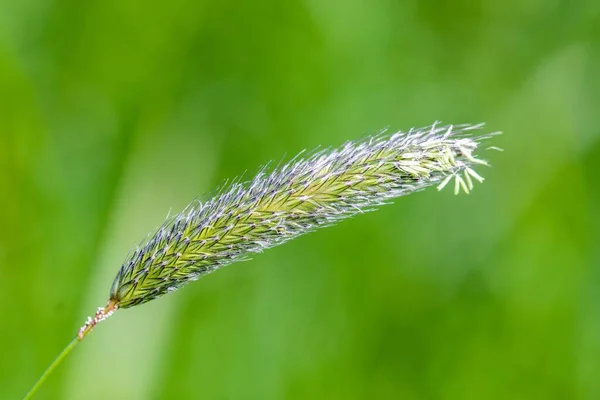 一张美丽植物的绝妙特写 — 图库照片