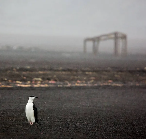 Μια Επιλεκτική Φωτογραφία Ενός Πιγκουίνου Που Στέκεται Μαύρο Έδαφος Και — Φωτογραφία Αρχείου