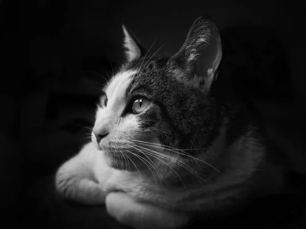 Greyscale Selective Focus Shot Fluffy Cat Dark Background — Stock Photo, Image