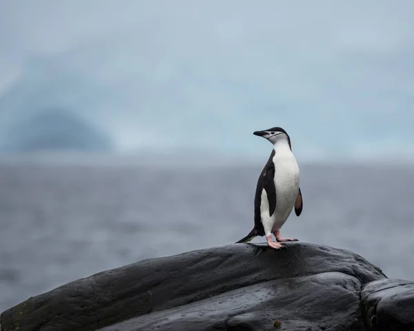 Selektivní Záběr Tučňáka Stojícího Skále — Stock fotografie