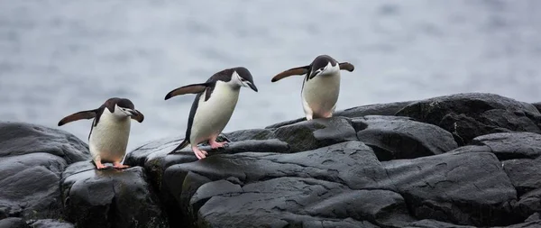 Uma Vista Panorâmica Três Pinguins Sobre Pedras Antártida — Fotografia de Stock
