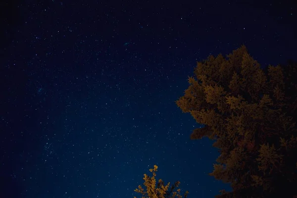 息をのむような星空の下で撮影された木々の低角度ショット — ストック写真