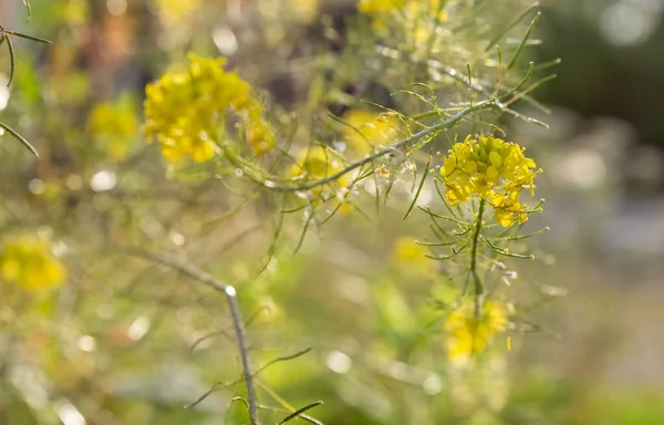 Ένα Κοντινό Πλάνο Από Κίτρινα Άνθη Του Αγρού — Φωτογραφία Αρχείου