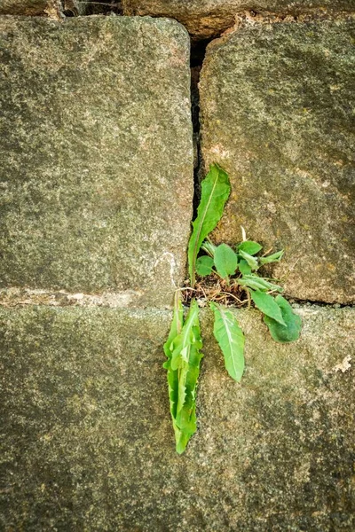 Primer Plano Una Planta Verde Creciendo Entre Las Piedras Pared — Foto de Stock