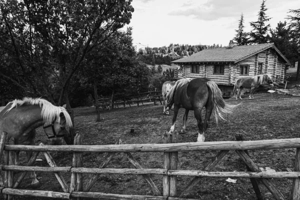 Grupo Caballos Rodeados Por Una Cerca Madera Una Granja Blanco —  Fotos de Stock