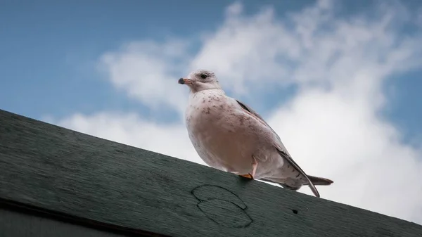Eine Flache Aufnahme Einer Weißen Taube Die Rande Einer Mauer — Stockfoto