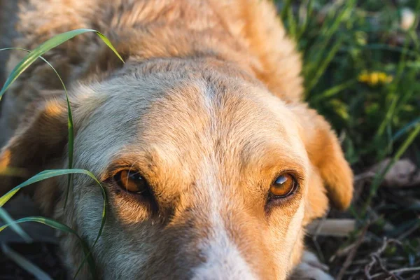 Крупним Планом Знімок Красивої Собаки Полі Дивлячись Камеру Захоплену Сонячний — стокове фото