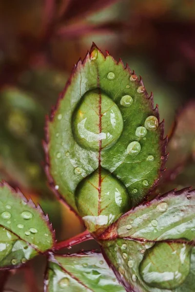 Eine Vertikale Selektive Fokusaufnahme Von Schönen Blättern Die Mit Morgentau — Stockfoto