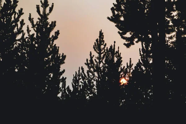 Beau Plan Silhouettes Arbres Sous Ciel Orange Coucher Soleil — Photo