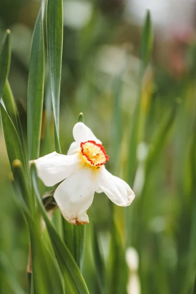 Vertikal Närbild Bild Växande Vit Blomma Med Grönska Bakgrunden — Stockfoto