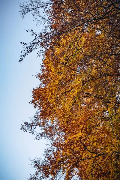 Eine Vertikale Aufnahme Schöner Herbstlicher Bäume Unter Dem Klaren Blauen — Stockfoto