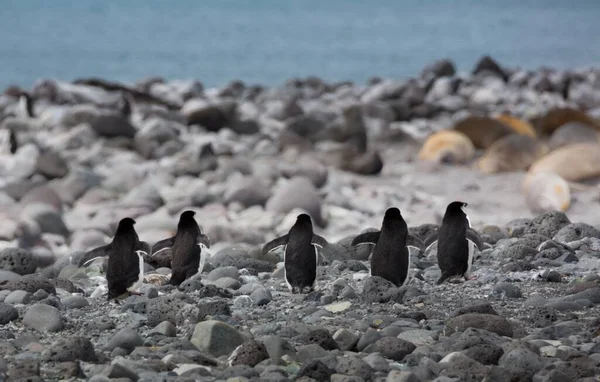 Tiro Foco Seletivo Cinco Pinguins Andando Sobre Pedras Antártica — Fotografia de Stock