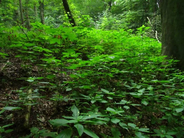 Eine Nahaufnahme Von Vegetationsunterholz Einem Wald Belgien — Stockfoto