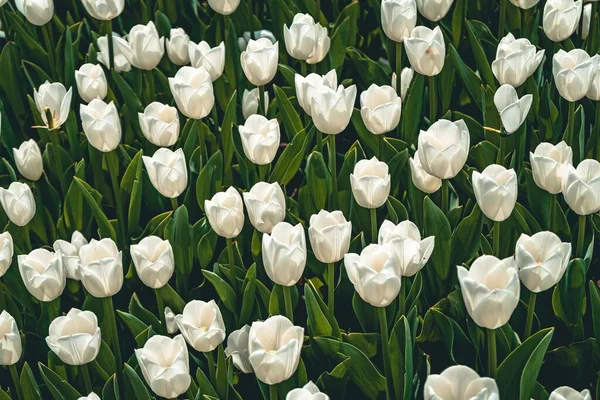 Bahçede Çiçek Açan Beyaz Lalelerin Yüksek Açılı Yakın Plan Çekimi — Stok fotoğraf