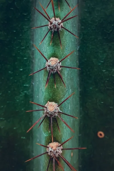 Primo Piano Verticale Dei Picchi Delle Spine Sulla Superficie Cactus — Foto Stock