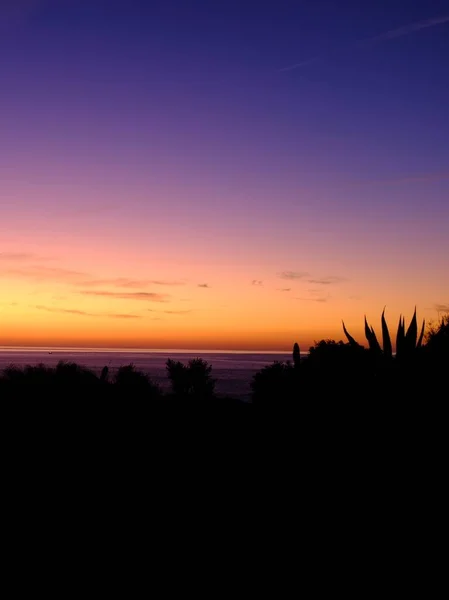 Vertical Shot Silhouette Plants Scenery Sunset Background — Stock Photo, Image