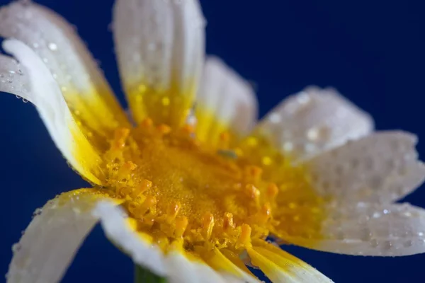 Eine Nahaufnahme Einer Weißen Und Gelben Blume Vor Blauem Hintergrund — Stockfoto