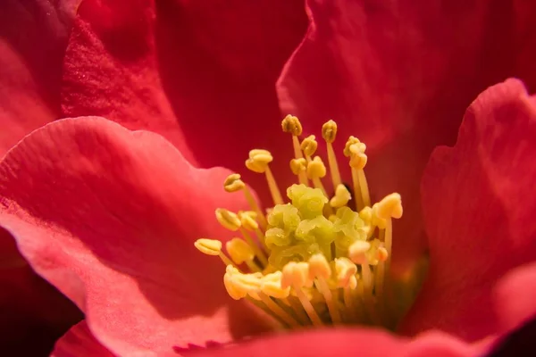 Detailní Záběr Červené Žluté Kvetoucí Květiny Ideální Pro Pozadí — Stock fotografie