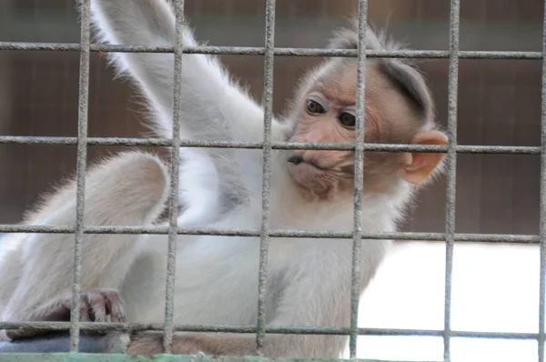 晴れた日に捕獲された動物園の檻に閉じ込められた遊び心のある灰色の猿の眺め — ストック写真