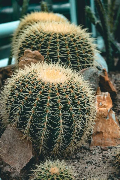 Plano Vertical Alto Ángulo Las Plantas Cactus Con Varias Plantas —  Fotos de Stock