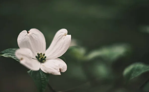 Ένα Επιλεκτικό Πλάνο Εστίασης Των Λευκών Liliaceae Πράσινο Φόντο — Φωτογραφία Αρχείου